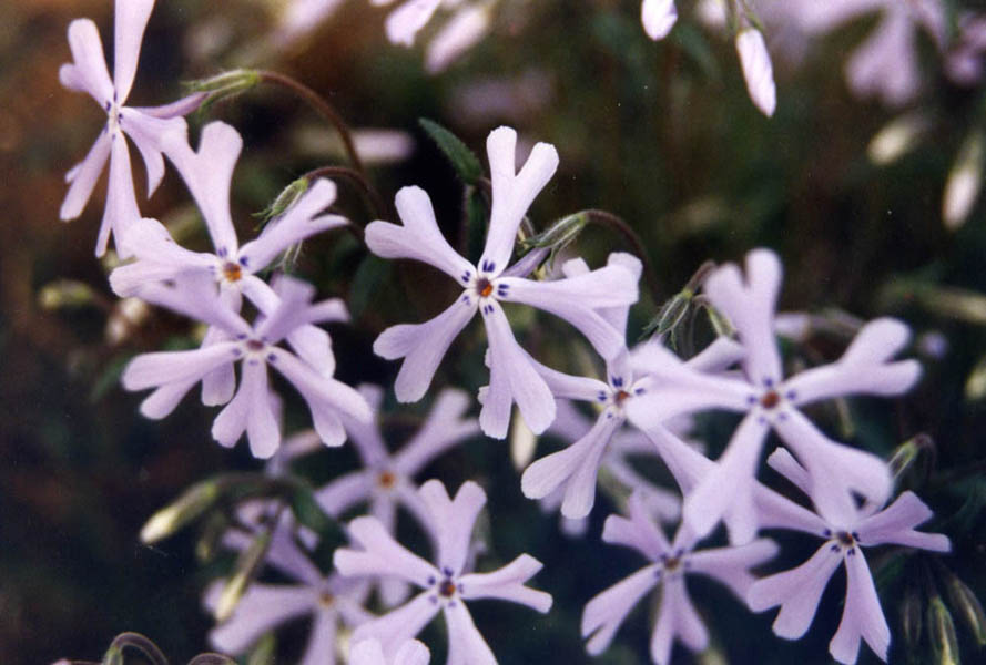Phlox bifida photo